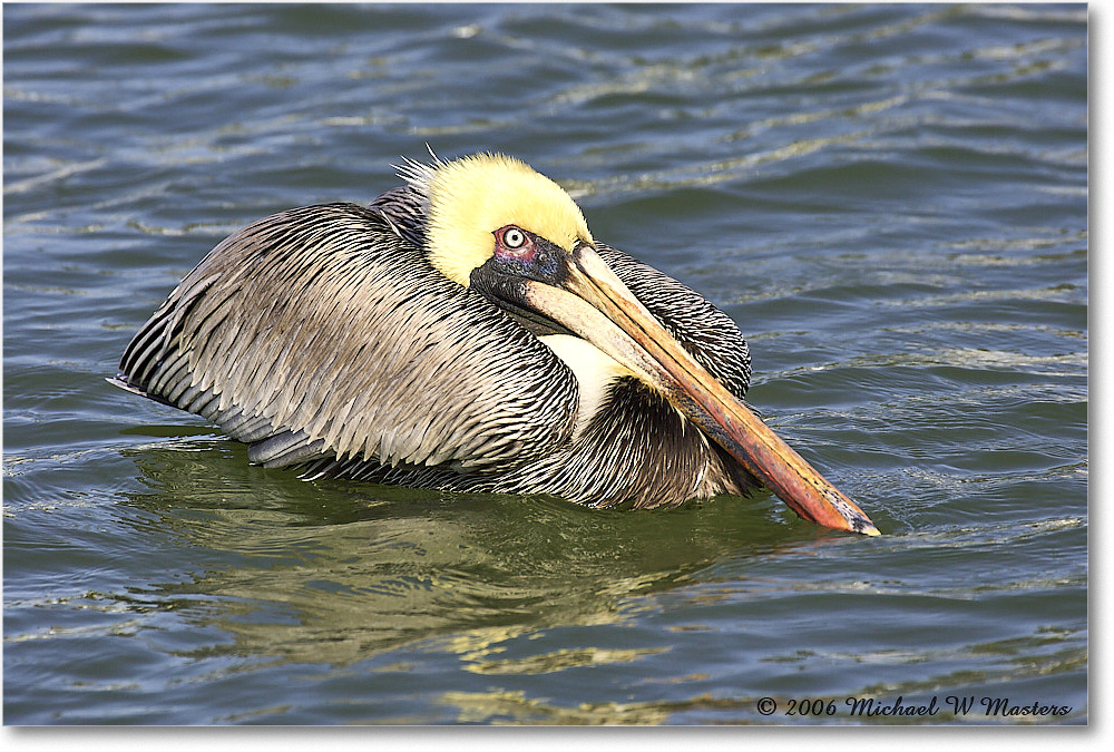 BrownPelican_PlacidaBay_2006Jan_Y2F6953 copy