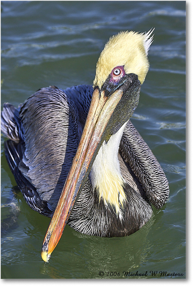 BrownPelican_PlacidaBay_2006Jan_Y2F7040 copy