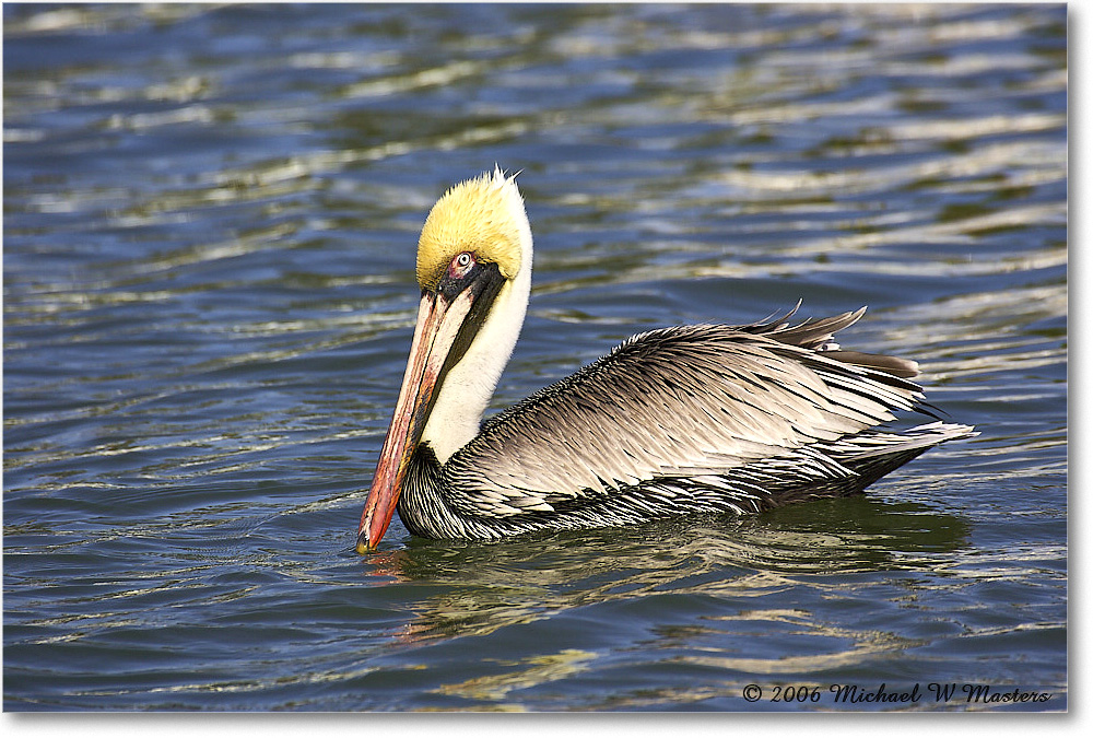 BrownPelican_PlacidaBay_2006Jan_Y2F7085 copy