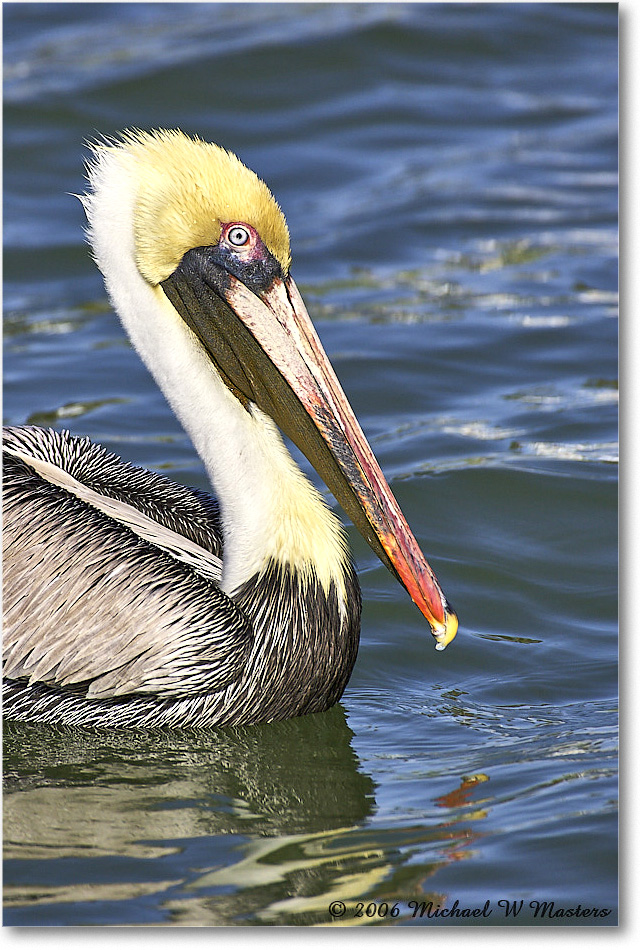BrownPelican_PlacidaBay_2006Jan_Y2F7224 copy