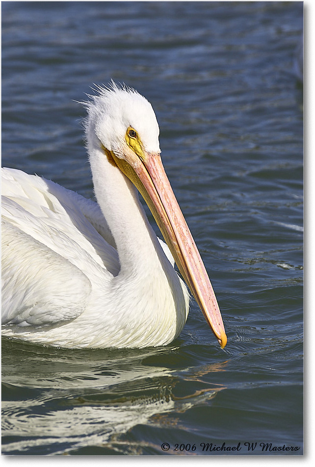 WhitePelican_PlacidaBay_2006Jan_Y2F6856 copy