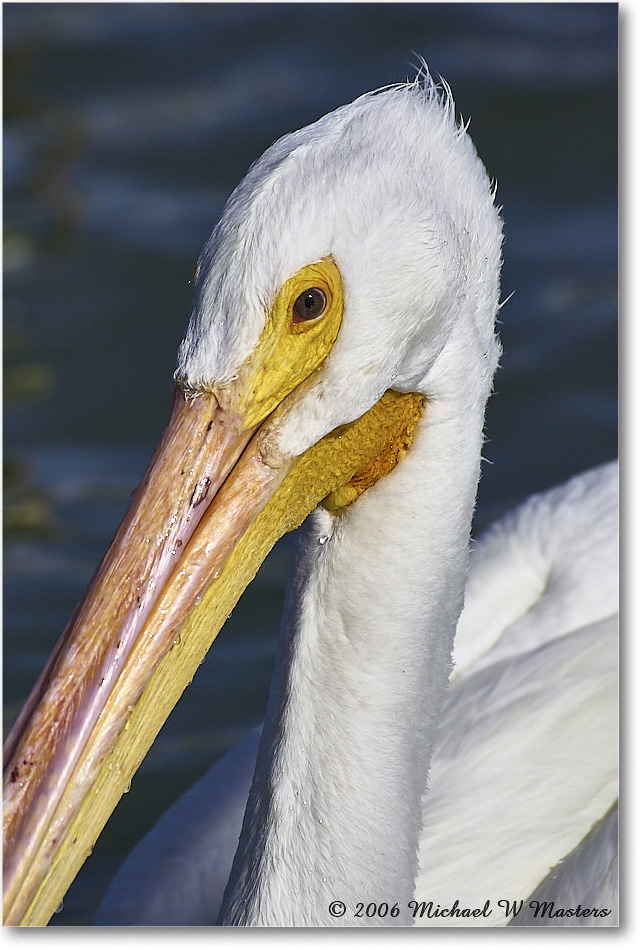 WhitePelican_PlacidaBay_2006Jan_Y2F7030 copy