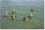 BrownPelican_PlacidaBay_2006Jan_Y2F6698 copy