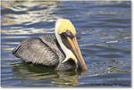 BrownPelican_PlacidaBay_2006Jan_Y2F6781 copy