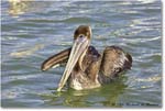 BrownPelican_PlacidaBay_2006Jan_Y2F6786 copy