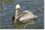 BrownPelican_PlacidaBay_2006Jan_Y2F6791 copy