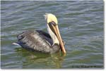 BrownPelican_PlacidaBay_2006Jan_Y2F6793 copy