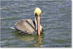 BrownPelican_PlacidaBay_2006Jan_Y2F6808 copy