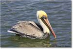 BrownPelican_PlacidaBay_2006Jan_Y2F6817 copy