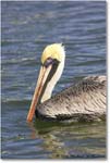 BrownPelican_PlacidaBay_2006Jan_Y2F6832 copy