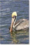 BrownPelican_PlacidaBay_2006Jan_Y2F6835 copy