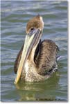 BrownPelican_PlacidaBay_2006Jan_Y2F6842 copy