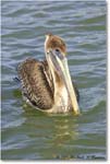 BrownPelican_PlacidaBay_2006Jan_Y2F6843 copy