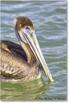 BrownPelican_PlacidaBay_2006Jan_Y2F6938 copy