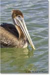 BrownPelican_PlacidaBay_2006Jan_Y2F6942 copy