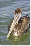 BrownPelican_PlacidaBay_2006Jan_Y2F6947 copy