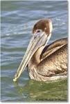 BrownPelican_PlacidaBay_2006Jan_Y2F6951 copy