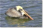 BrownPelican_PlacidaBay_2006Jan_Y2F6953 copy