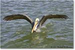 BrownPelican_PlacidaBay_2006Jan_Y2F6993 copy