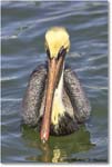 BrownPelican_PlacidaBay_2006Jan_Y2F7035 copy