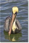 BrownPelican_PlacidaBay_2006Jan_Y2F7038 copy