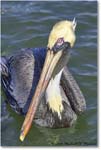 BrownPelican_PlacidaBay_2006Jan_Y2F7039 copy