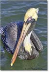 BrownPelican_PlacidaBay_2006Jan_Y2F7040 copy