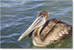 BrownPelican_PlacidaBay_2006Jan_Y2F7050 copy