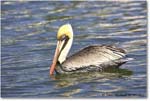 BrownPelican_PlacidaBay_2006Jan_Y2F7085 copy