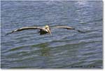 BrownPelican_PlacidaBay_2006Jan_Y2F7100 copy