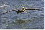 BrownPelican_PlacidaBay_2006Jan_Y2F7116 copy
