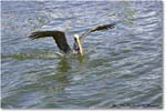 BrownPelican_PlacidaBay_2006Jan_Y2F7117 copy