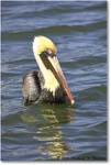 BrownPelican_PlacidaBay_2006Jan_Y2F7190 copy
