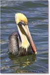 BrownPelican_PlacidaBay_2006Jan_Y2F7214 copy