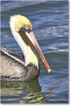 BrownPelican_PlacidaBay_2006Jan_Y2F7224 copy