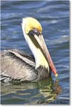 BrownPelican_PlacidaBay_2006Jan_Y2F7228 copy