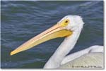 WhitePelican_PlacidaBay_2006Jan_Y2F7020 copy