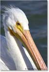 WhitePelican_PlacidaBay_2006Jan_Y2F7134 copy
