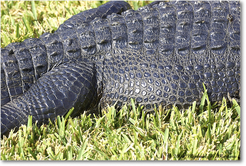Alligator_SharkValley_2006Jan_Y2F7268 copy