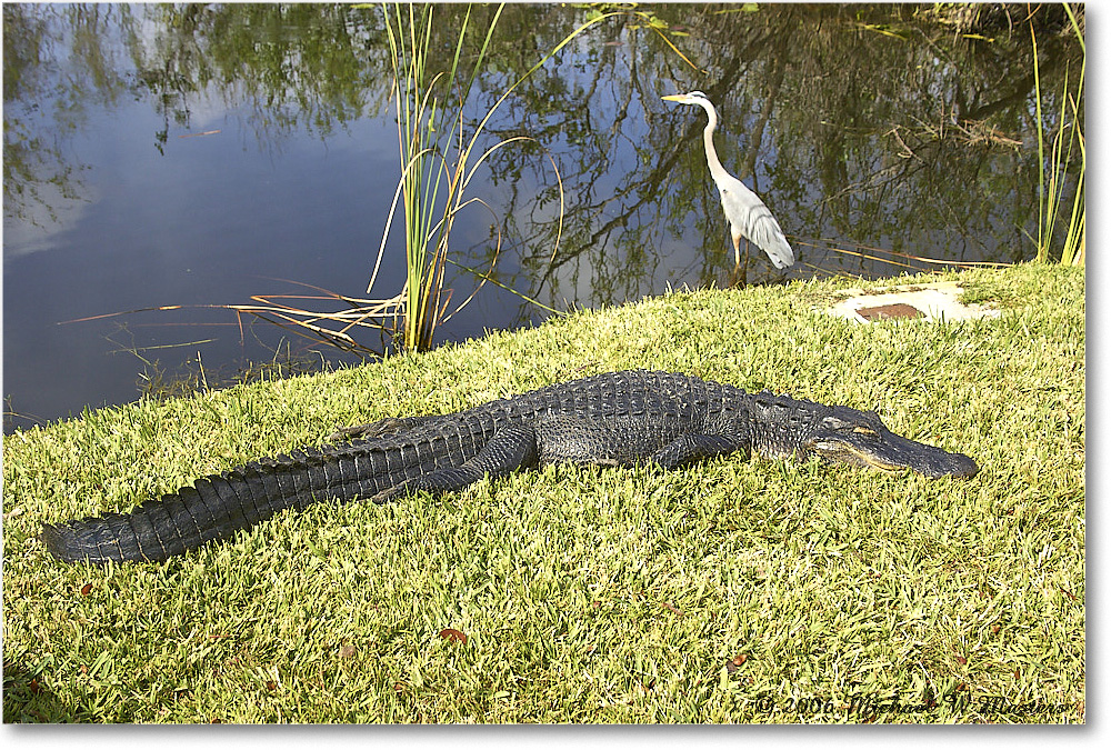 Alligator_SharkValley_2006Jan_Y2F7275 copy