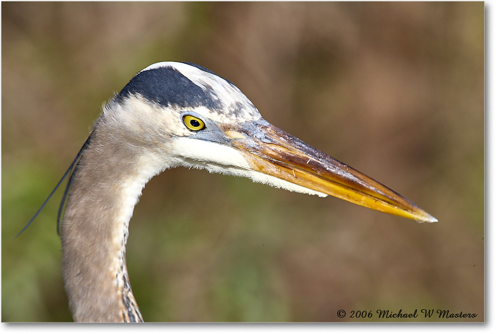 GreatBlueHeron_SharkValley_2006Jan_E0K5325 copy
