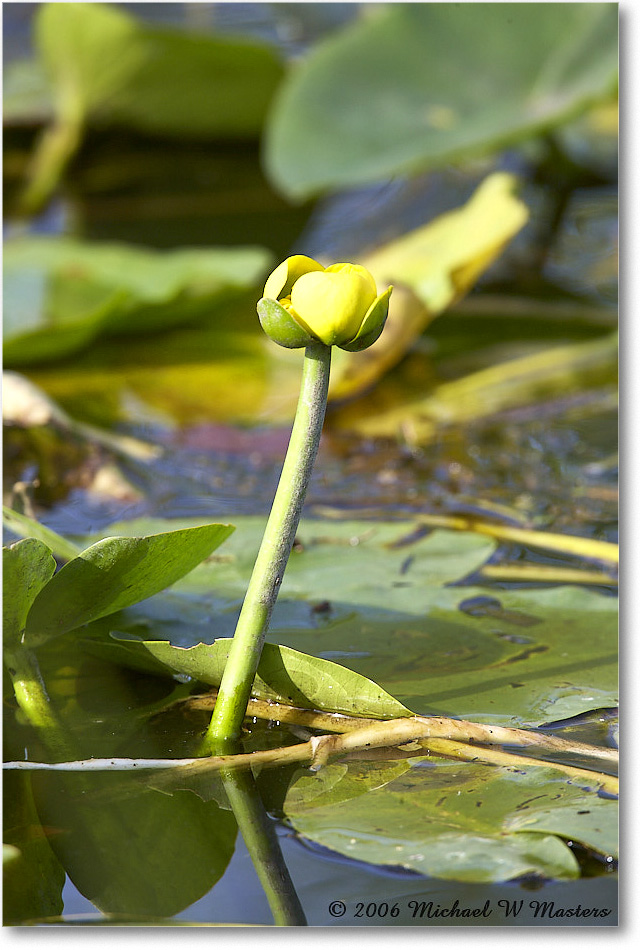 WaterLily_SharkValley_2006Jan_E0K5397 copy