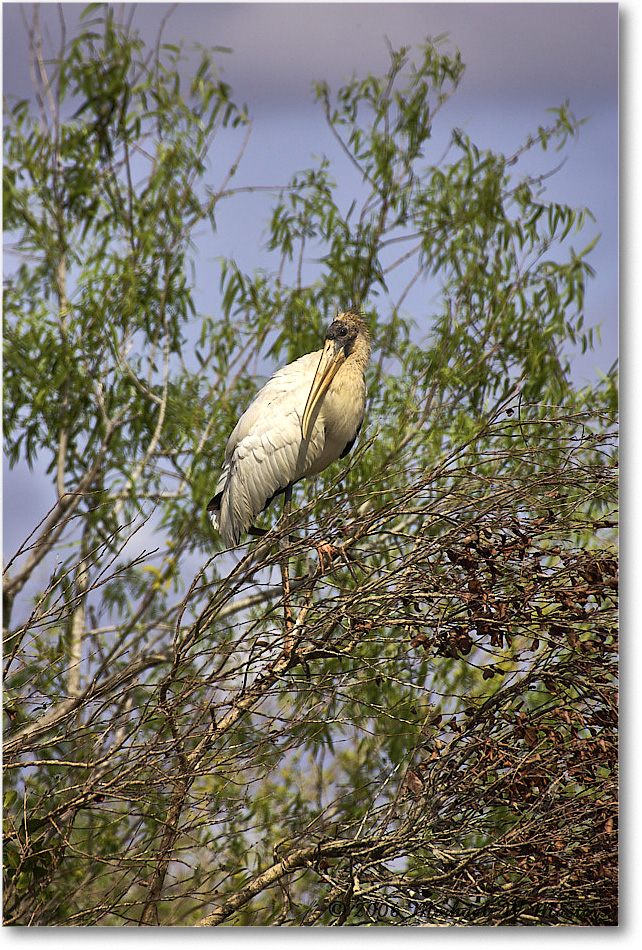 WoodStork_SharkValley_2006Jan_Y2F7283 copy