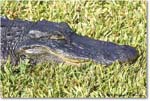 Alligator_SharkValley_2006Jan_Y2F7266 copy