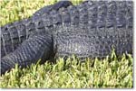 Alligator_SharkValley_2006Jan_Y2F7268 copy
