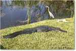 Alligator_SharkValley_2006Jan_Y2F7275 copy