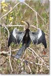 Anhinga_SharkValley_2006Jan_E0K5357 copy