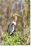 Anhinga_SharkValley_2006Jan_E0K5364 copy