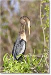 Anhinga_SharkValley_2006Jan_E0K5366 copy
