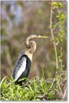 Anhinga_SharkValley_2006Jan_E0K5373 copy